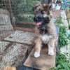 MYSTIE, CHIOT FEMELLE CROISÉ BORDER GRIFFON