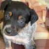 DEXTER (Maria)