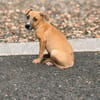HADES, CHIOT MÂLE BERGER CRÉOLE
