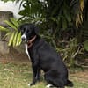 TIANA, femelle  BERGER CREOLE
