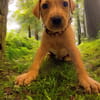 ASLAN