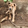 TAMARIN
