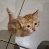 NALA