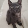BAGHEERA