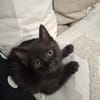 BAGHEERA