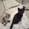 BAGHEERA