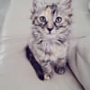 SUNDARI