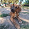 Lailo
