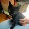 PEPPER