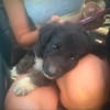 JASMINE