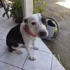 METISSE, femelle BERGER CREOLE née le 01/07/2020 🌈