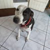 METISSE, femelle BERGER CREOLE née le 01/07/2020 🌈