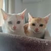PUNCKY et ROCKY