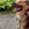 Steve sucht ein neues Zuhause