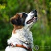 Orange sucht neues Zuhause
