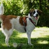 Orange sucht neues Zuhause
