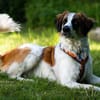 Orange sucht neues Zuhause