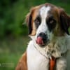 Orange sucht neues Zuhause