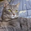 Verspielter Rubino sucht sein Zuhause