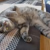 Verspielter Rubino sucht sein Zuhause