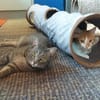 Verspielter Rubino sucht sein Zuhause