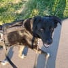 Einzelprinzessin MIRA sucht ihr Home