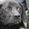 Basti - kinderlieber Familienhund