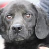 Basti - kinderlieber Familienhund