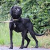 Basti - kinderlieber Familienhund