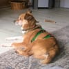 Lucero ° ein leuchtender Stern sucht sein Zuhause