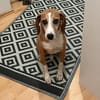Linus sucht sein Glück