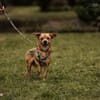Liebenswerter Lollo sucht Zuhause