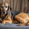 Senior Girolamo wünscht sich ruhiges Zuhause
