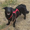 MELIOR ° Hundemann mit Lakritzoptik