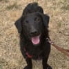 MELIOR ° Hundemann mit Lakritzoptik