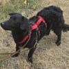 MELIOR ° Hundemann mit Lakritzoptik