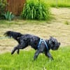 Pinio sucht konsequente Menschen