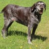 Gera liebt Menschen, Hunde und Katzen