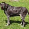 Gera liebt Menschen, Hunde und Katzen