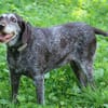 Gera liebt Menschen, Hunde und Katzen