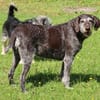 Gera liebt Menschen, Hunde und Katzen