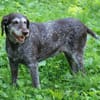 Gera liebt Menschen, Hunde und Katzen