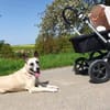 RAMI, klug und lieb sucht neues zu Hause
