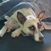 RAMI, klug und lieb sucht neues zu Hause