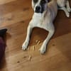 RAMI, klug und lieb sucht neues zu Hause