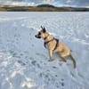 RAMI, klug und lieb sucht neues zu Hause