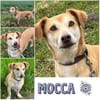 MOCCA * pfiffiges Prinzchen mit Allüren