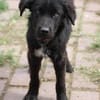 Negra - liebenswertes Hundemädchen