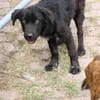 Negra - liebenswertes Hundemädchen