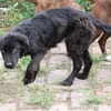 Negra - liebenswertes Hundemädchen